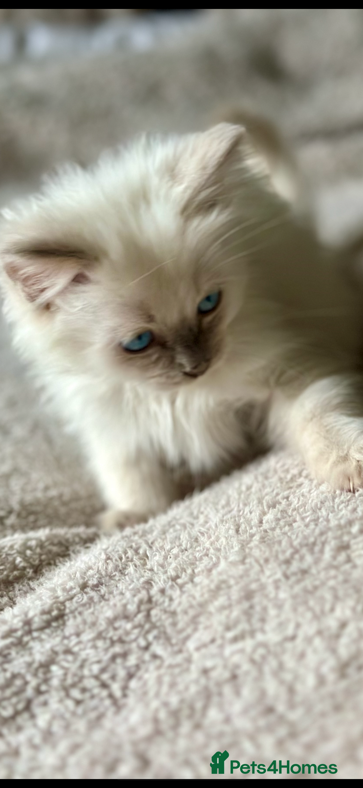 Ragdoll cats 🦋 ADORABLE GCCF BLUE BOY  🦋 - Advert 2