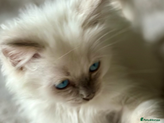 Ragdoll cats 🦋 ADORABLE GCCF BLUE BOY 🦋 - Advert 2
