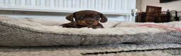 Miniature Dachshund dogs for sale: Ready to Leave! Miniature Dachshund Puppies - Advert 11