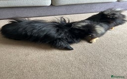 Pomeranian dogs for sale: Pure Fluffy Pomeranians - Image 4