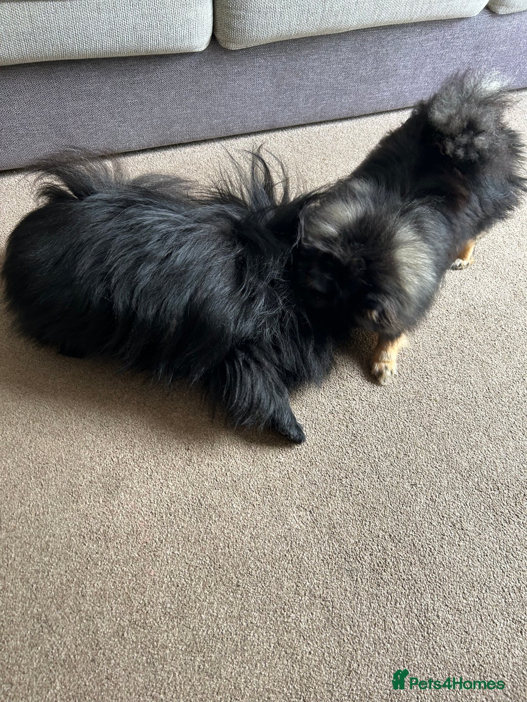 Pomeranian dogs for sale: Pure Fluffy Pomeranians - Image 4