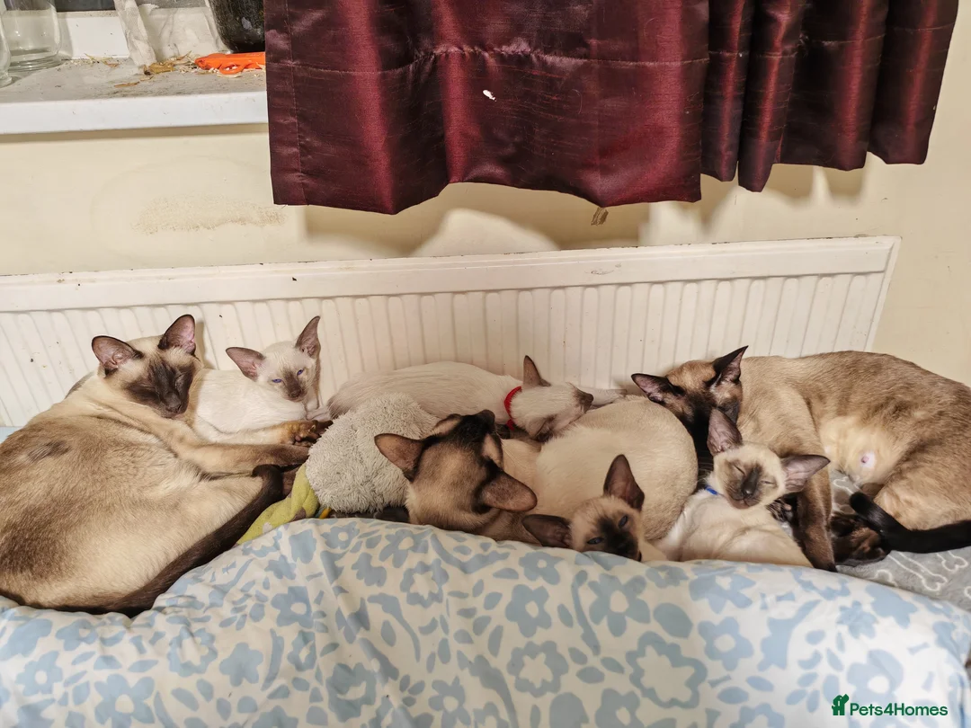 Siamese cats for sale: GCCF Siamese Kittens - Boys - Vaccinated & Chipped - Advert 3