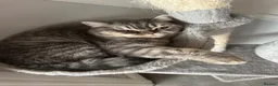 British Shorthair cats for sale: Mother Big Boy and little kittens  in Burton-on-Trent - Advert 12