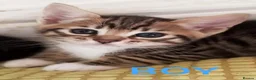 Bengal cats for sale: 5x Bengal kittes in Milton Keynes - Advert 4