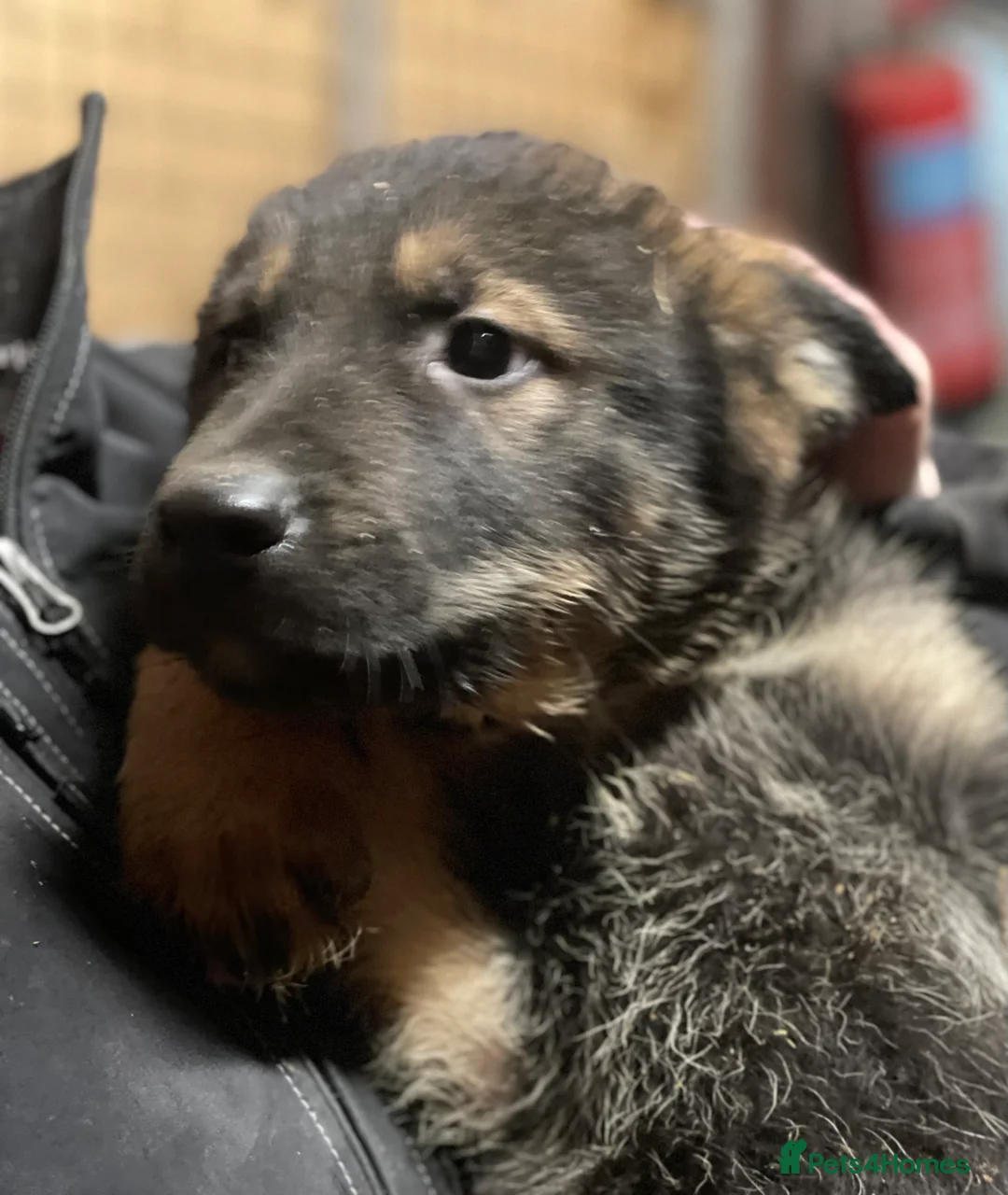 Shepsky dogs for sale: German Shepherd cross Husky Puppies  - Advert 11