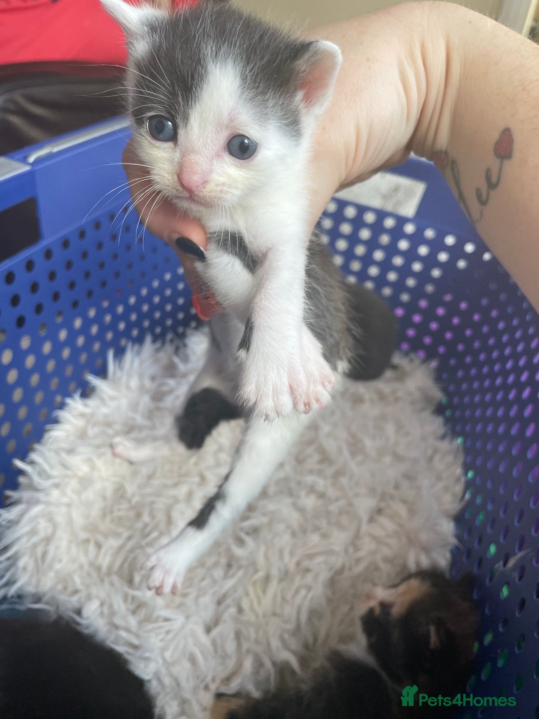 Domestic Shorthair cats for sale: Kittens  - Image 8