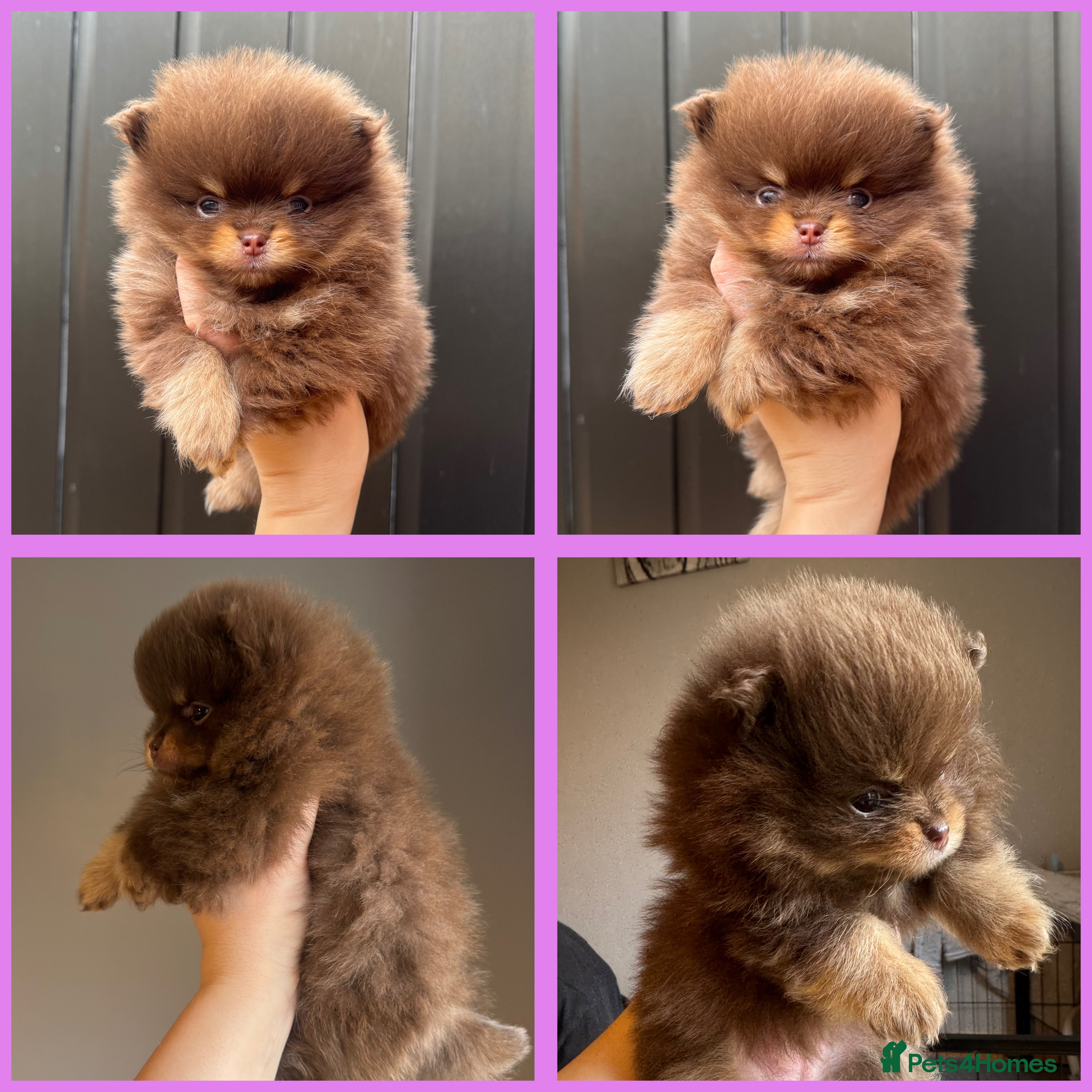 Pomeranian dogs KC registered Pomeranian Puppies - Advert 3