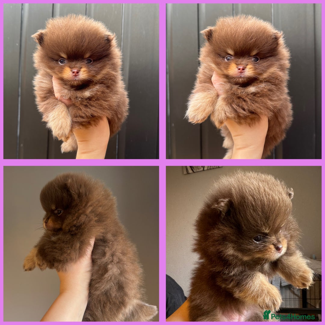 Pomeranian dogs for sale: KC registered Pomeranian Puppies - Advert 1
