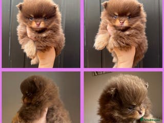 Pomeranian dogs KC registered 1 girl left - Advert 6