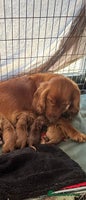 Cavalier King Charles Spaniel dogs Beautiful cavalier puppies ready 19th of dec - Advert 2