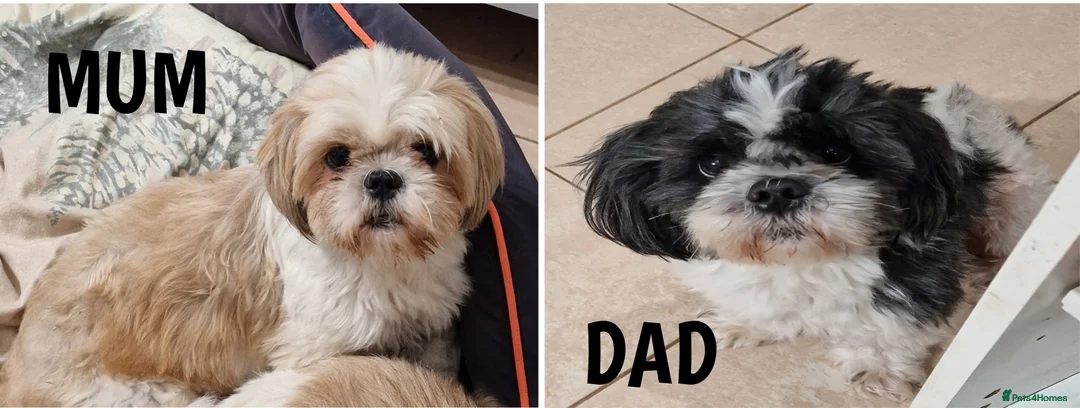 Shih Tzu dogs for sale: Pure breed Shih Tzu 1 sweet girls puppy - Advert 5