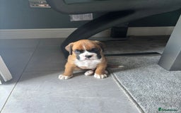 Boxer dogs for sale: KC PEDIGREE BOXER PUPPIES  - Image 6