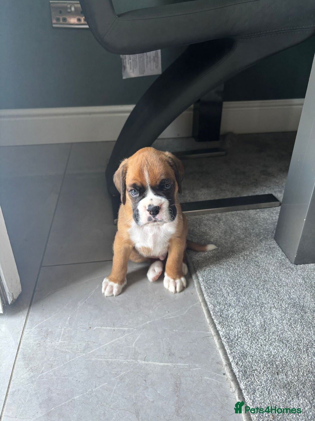 Boxer dogs for sale: KC PEDIGREE BOXER PUPPIES  - Image 6