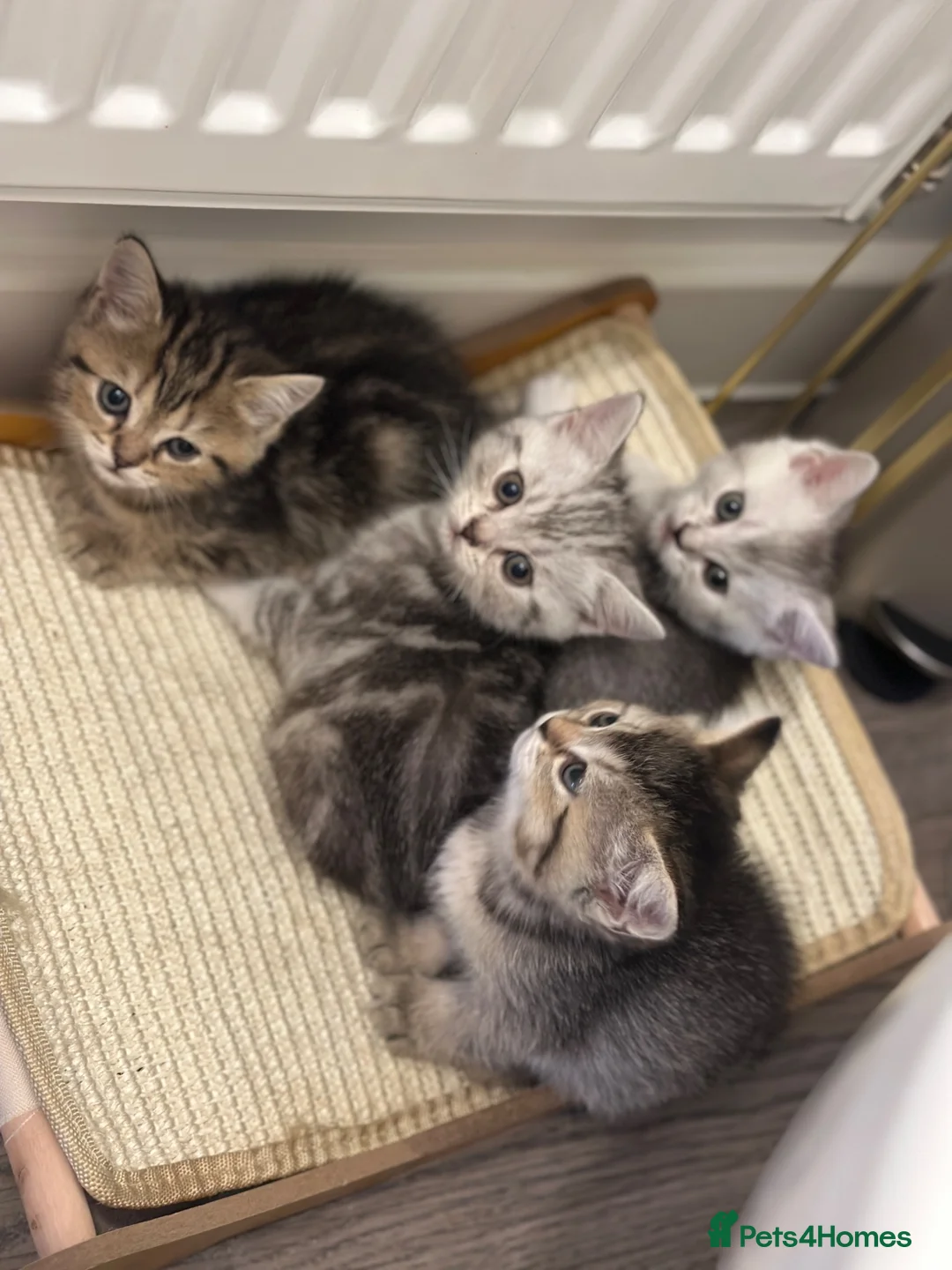 British Shorthair cats for sale: British Shorthair Kittens  - Advert 2