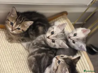 British Shorthair cats British Shorthair Kittens - Advert 2