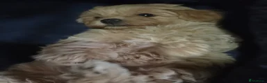Maltipoo 2