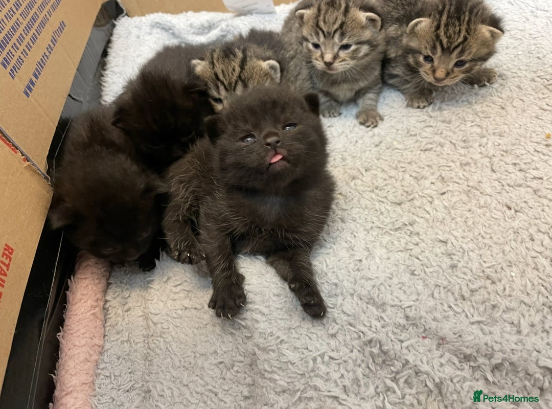 British Shorthair cats for sale: British shorthair kittens - Image 7