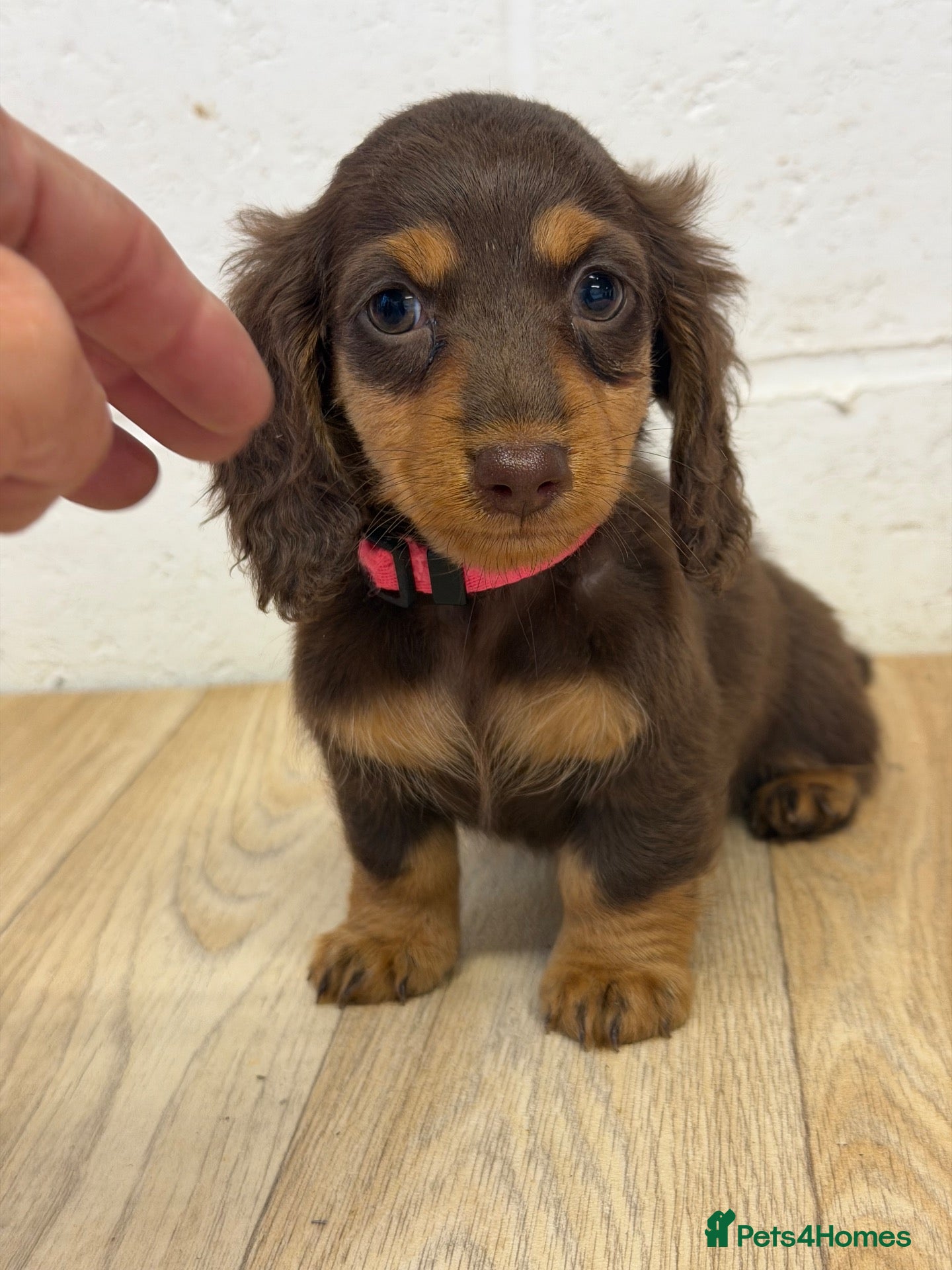 Miniature Dachshund dogs Last girl AVAILABLE KC REGISTERED  - Advert 8