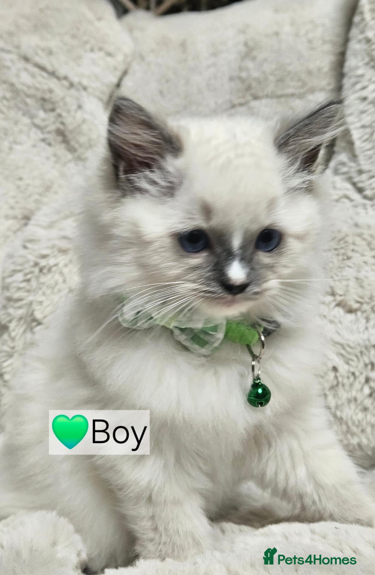 Ragdoll cats Pure Ragdoll Kittens Ready Leave Now  - Advert 1