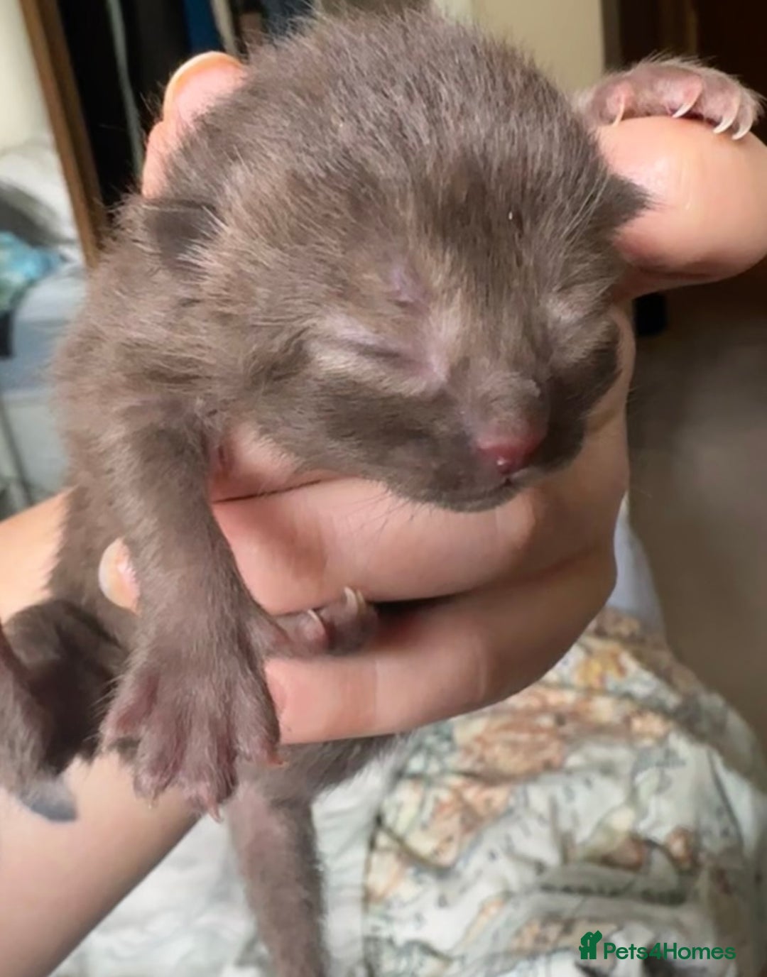 Ragdoll cats for sale: CINNAMON KITTENS FOR SALE  - Image 1