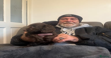 Cockapoo dogs - Advert 8