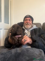 Cockapoo dogs - Advert 8