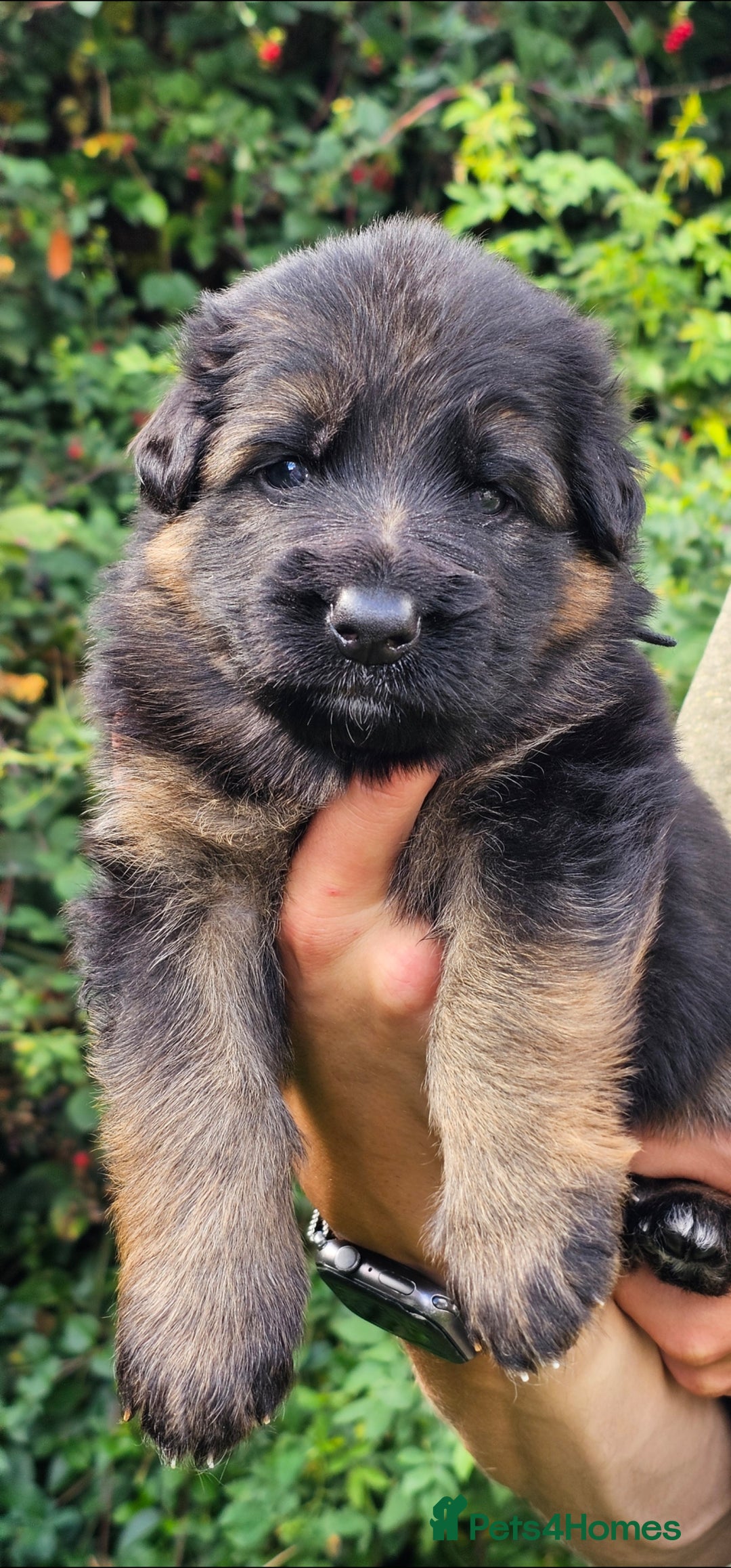 German Shepherd dogs for sale: BOTH PARENTS ARE ALL DNA TESTS CLEAR  - Image 11