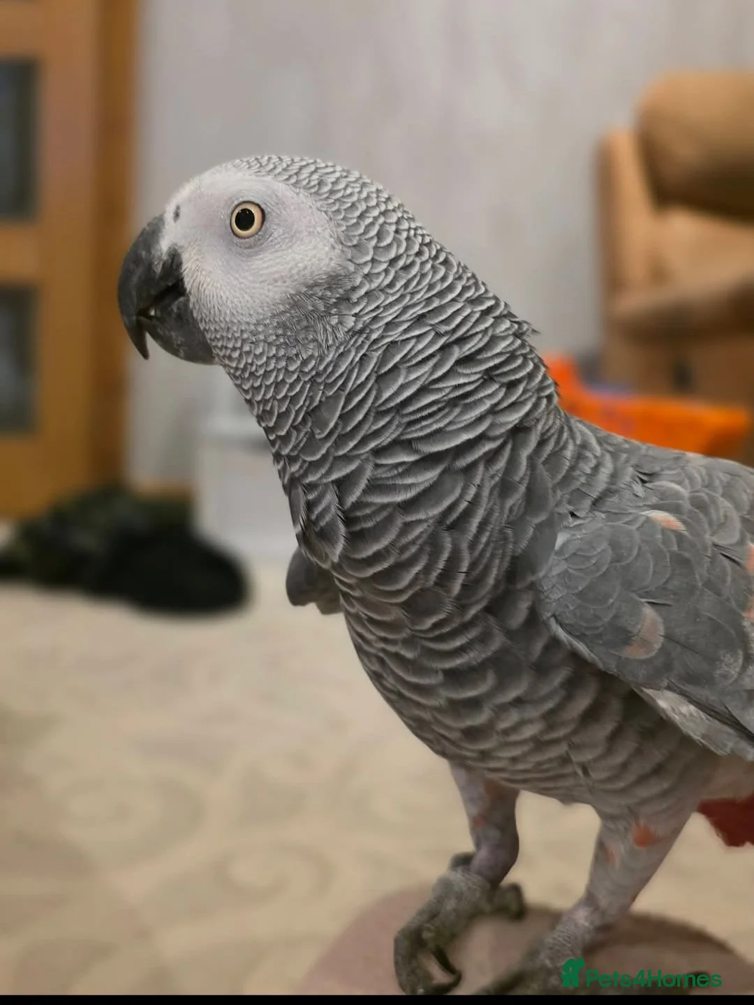 Parrots birds for sale: African grey - Advert 2