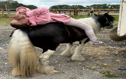 Irish Cob horses for sale: FOR SALE – Super Safe Cob Pony - Image 4