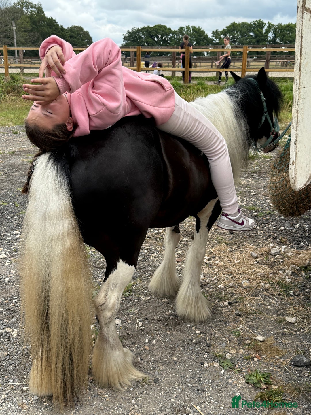Irish Cob horses for sale: FOR SALE – Super Safe Cob Pony - Image 4