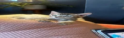 Bengal cats for sale: Stunning silver and brown bengal boys  - Advert 11