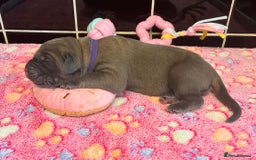 Cane Corso dogs for sale: 8 beautiful cane corsos  - Image 8