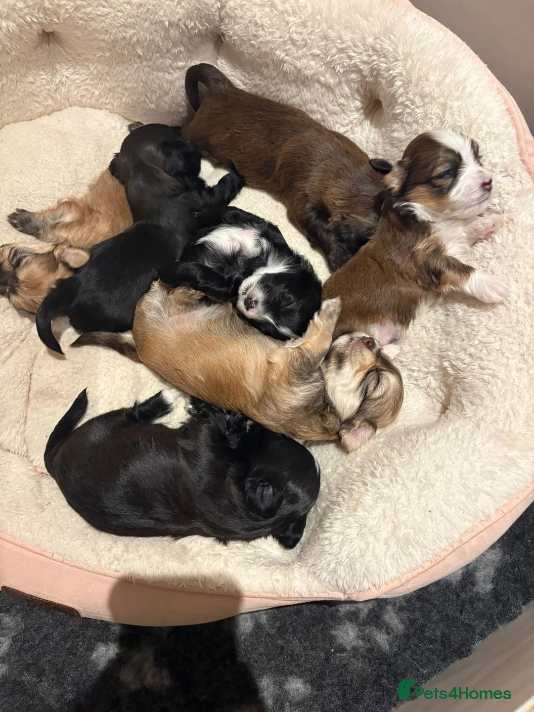 Havanese dogs for sale: Beautiful Havanese puppies - Advert 16