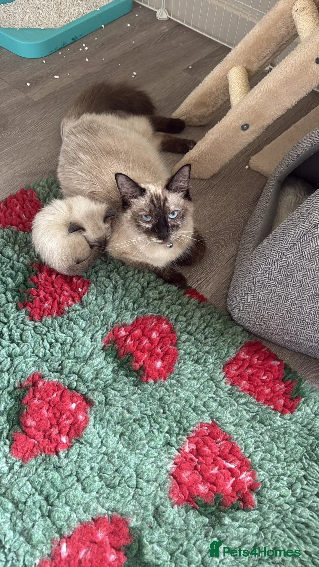 Ragdoll cats for sale: 🐾 Ragdoll Kittens – 5 Girls Available 🐾 in Dundee - Advert 8