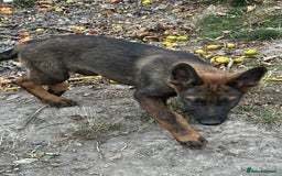 German Shepherd dogs for sale: German shepherd puppies looking for a new home  in Cambridge - Image 15