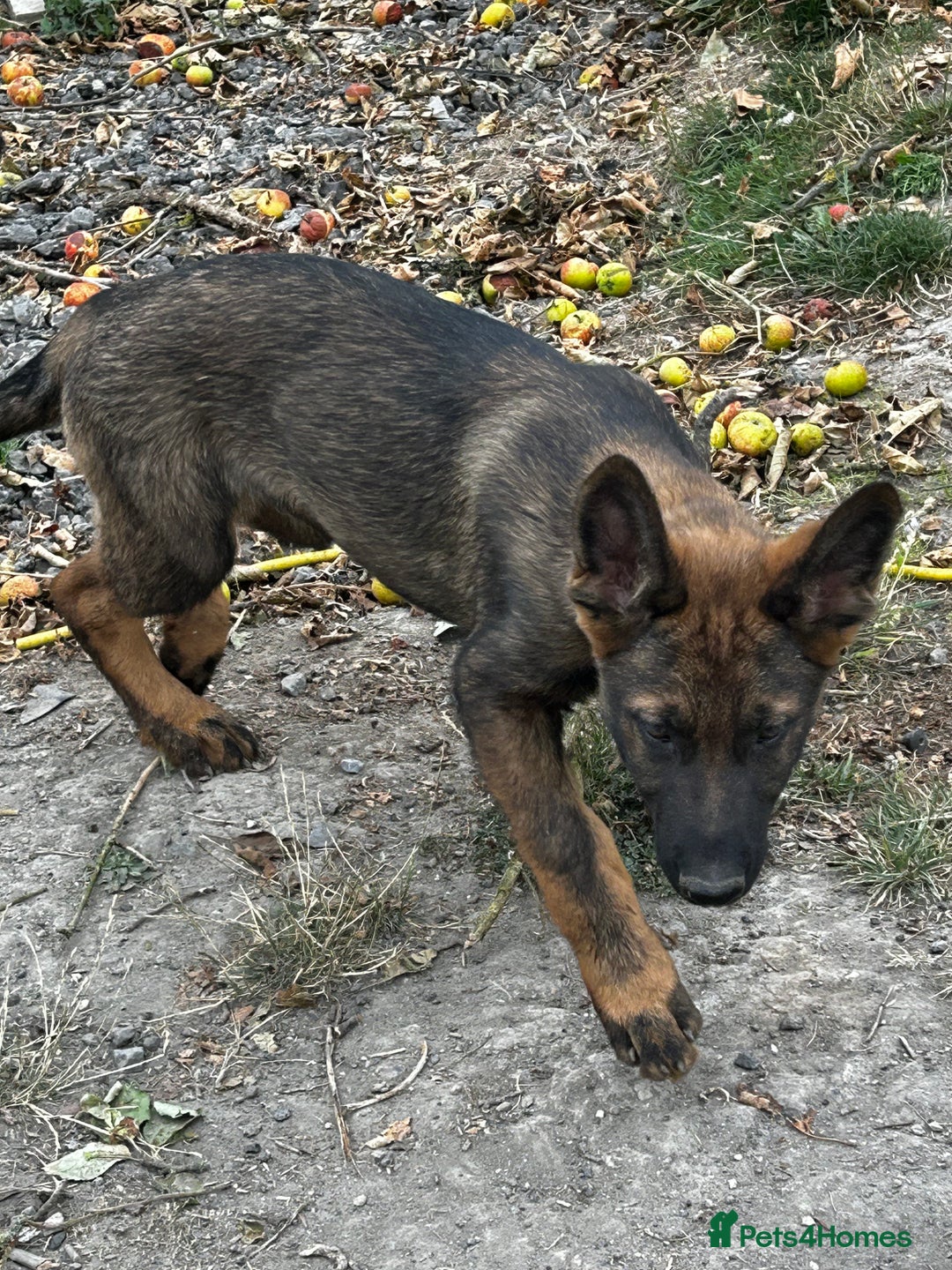 German Shepherd dogs for sale: German shepherd puppies looking for a new home  in Cambridge - Image 15