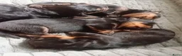 Rottweiler dogs for sale: Rottweiler puppies  - Advert 9