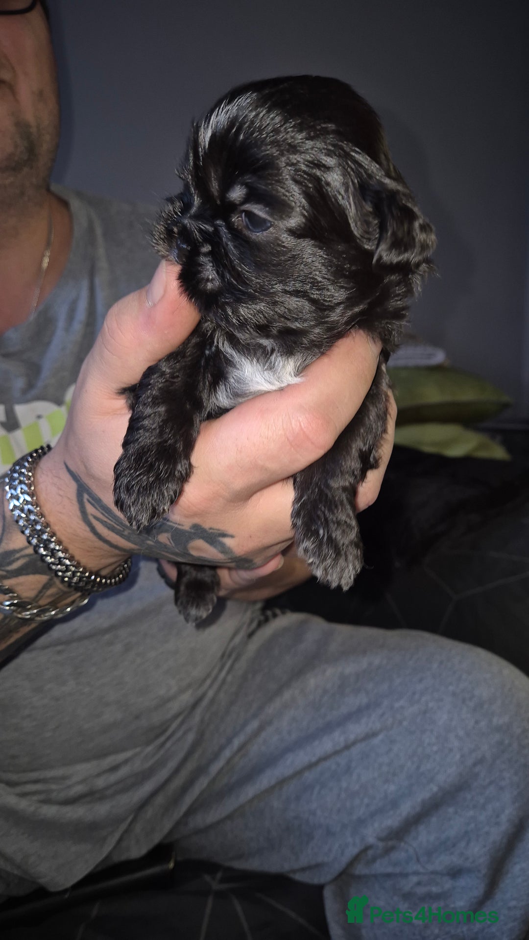 Shih Tzu dogs for sale: Shih Tzu Babies - Advert 3