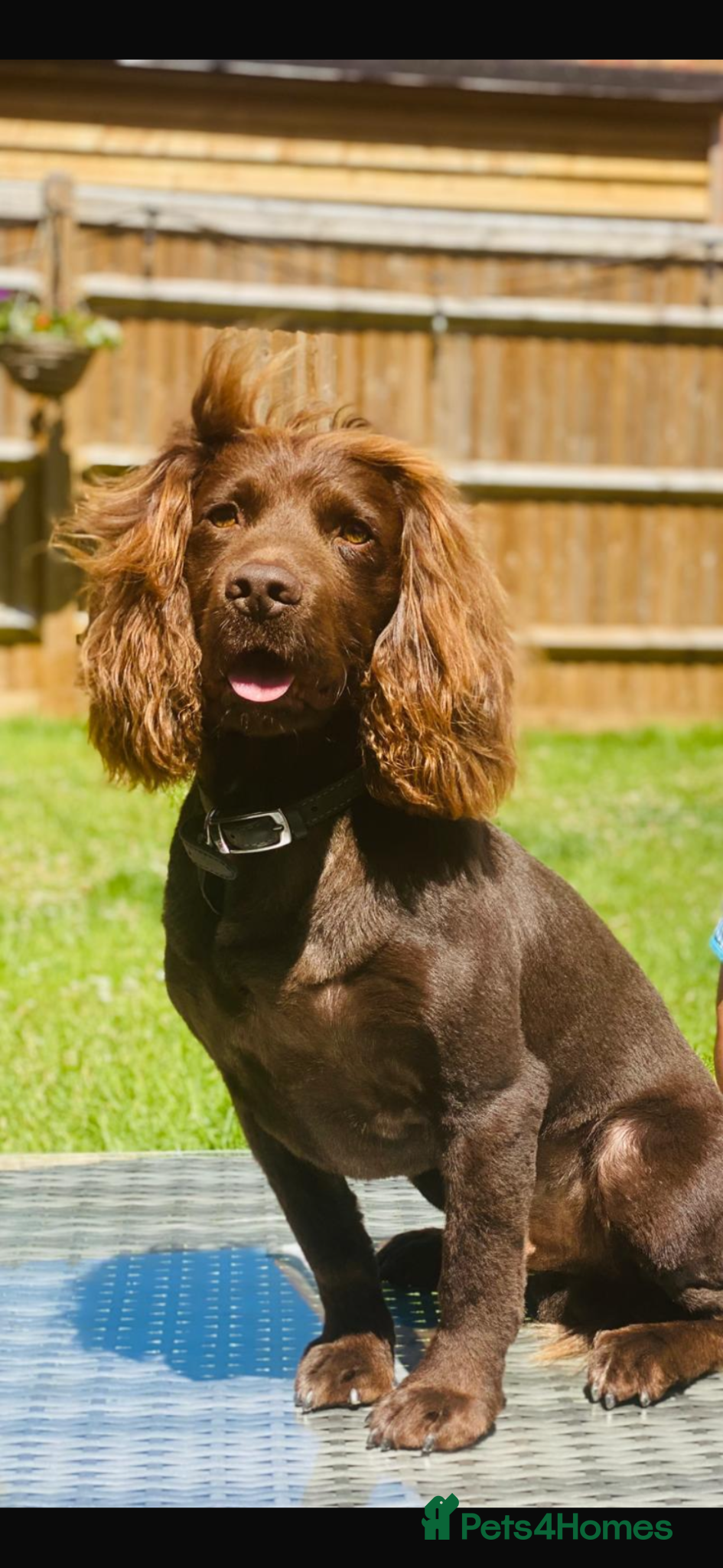 Cocker Spaniel dogs Cocker spaniel stud - Advert 1