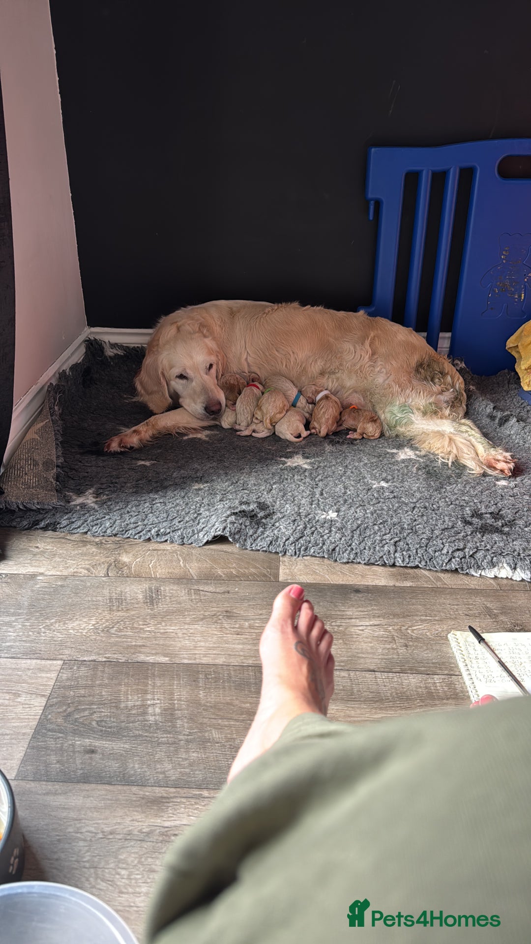 Goldendoodle dogs for sale: Stunning f1 Mini Goldendoodles Family Raised - Image 12