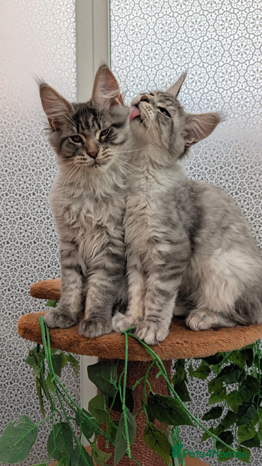 Maine Coon cats for sale: Stunning Maine coon kittens - Advert 1