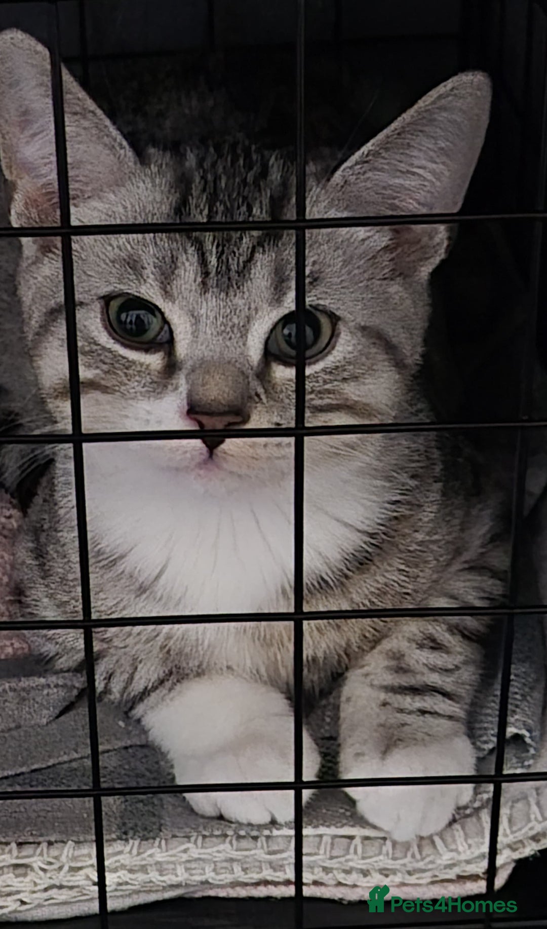 Mixed Breed cats for sale: Two adorable British Shorthair X Bengal Kittens - Advert 7