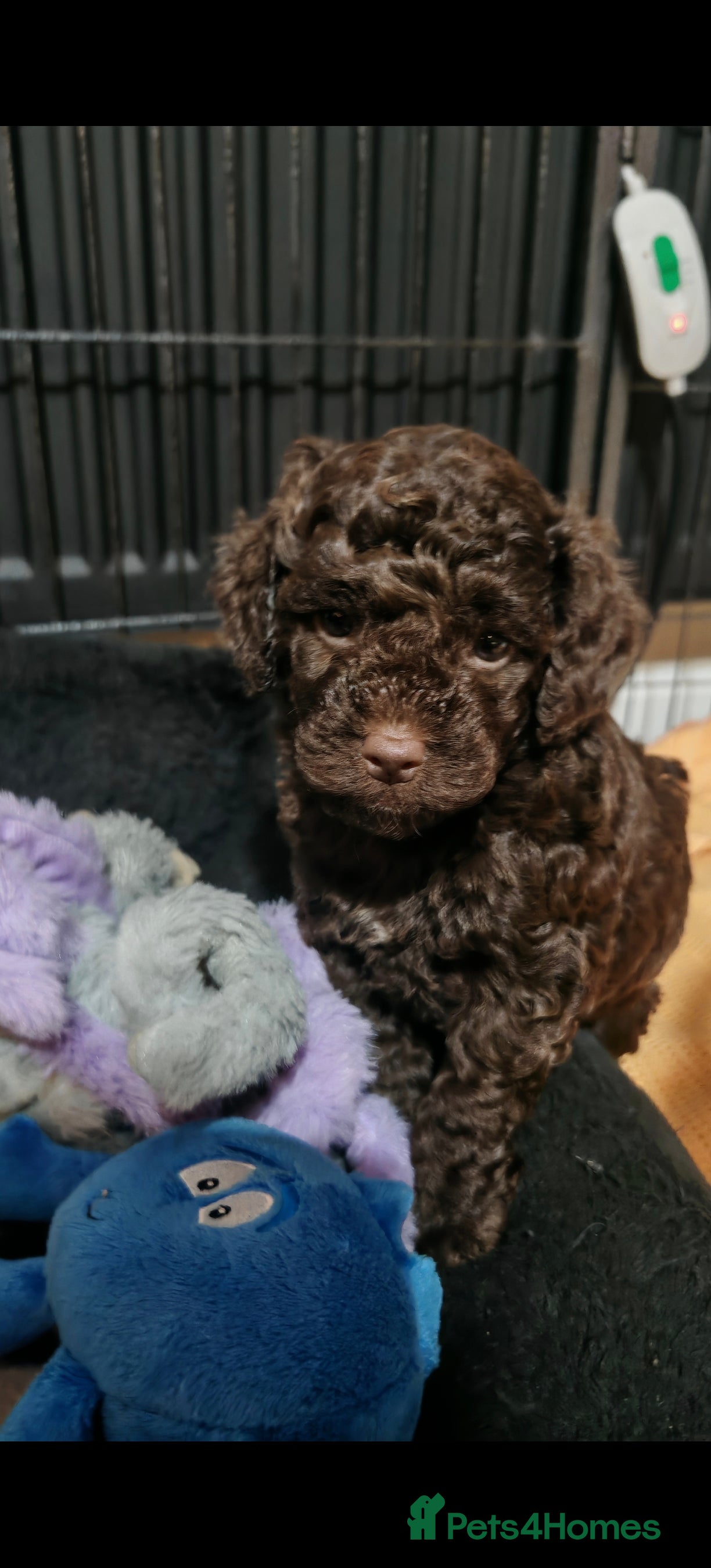 Cockapoo dogs Cockapoo puppies  - Advert 9