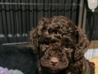 Cockapoo dogs Cockapoo puppies - Advert 9