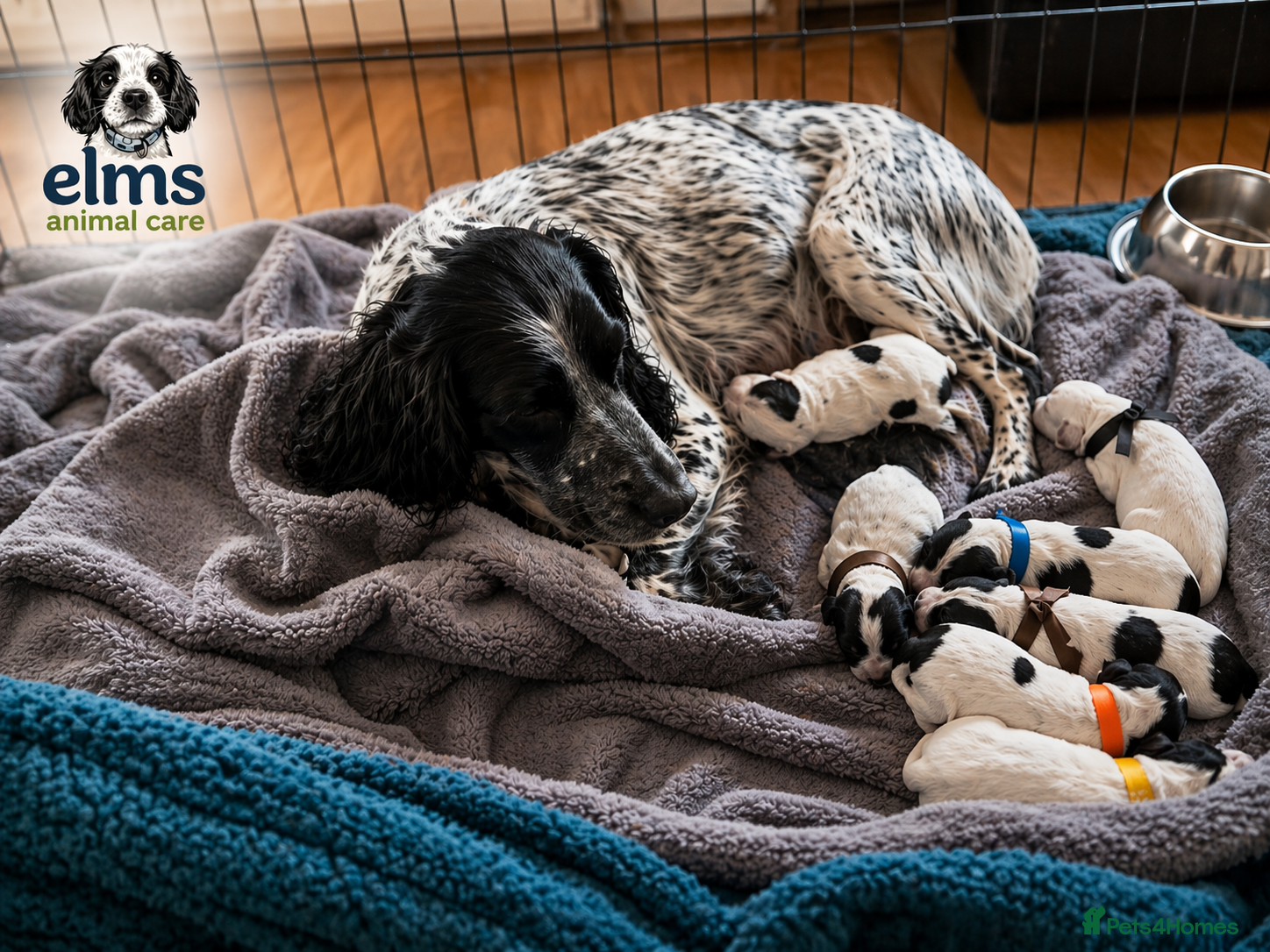 Sprocker dogs Sprocker Spaniels- trusted 5 star breeder 750-1kg - Advert 2