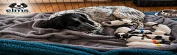 Sprocker dogs for sale: Sprocker Spaniels- trusted breeder  **  - Advert 3