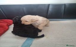 Toy Poodle dogs for sale: Two Toy poodle boys - Image 4