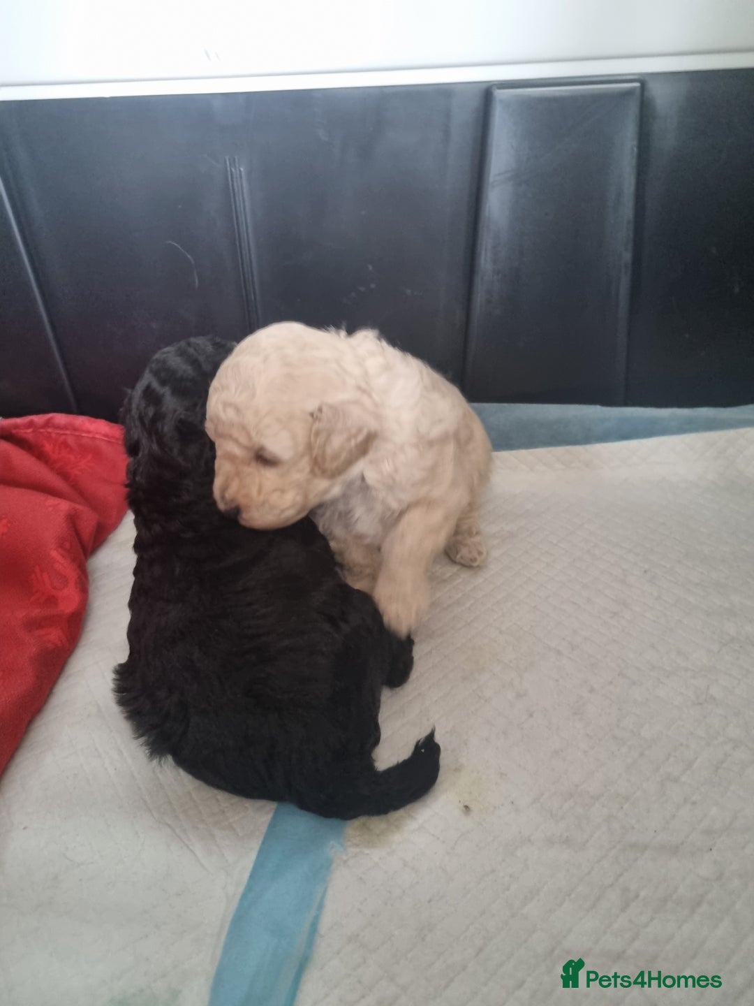 Toy Poodle dogs for sale: Two Toy poodle boys - Image 4