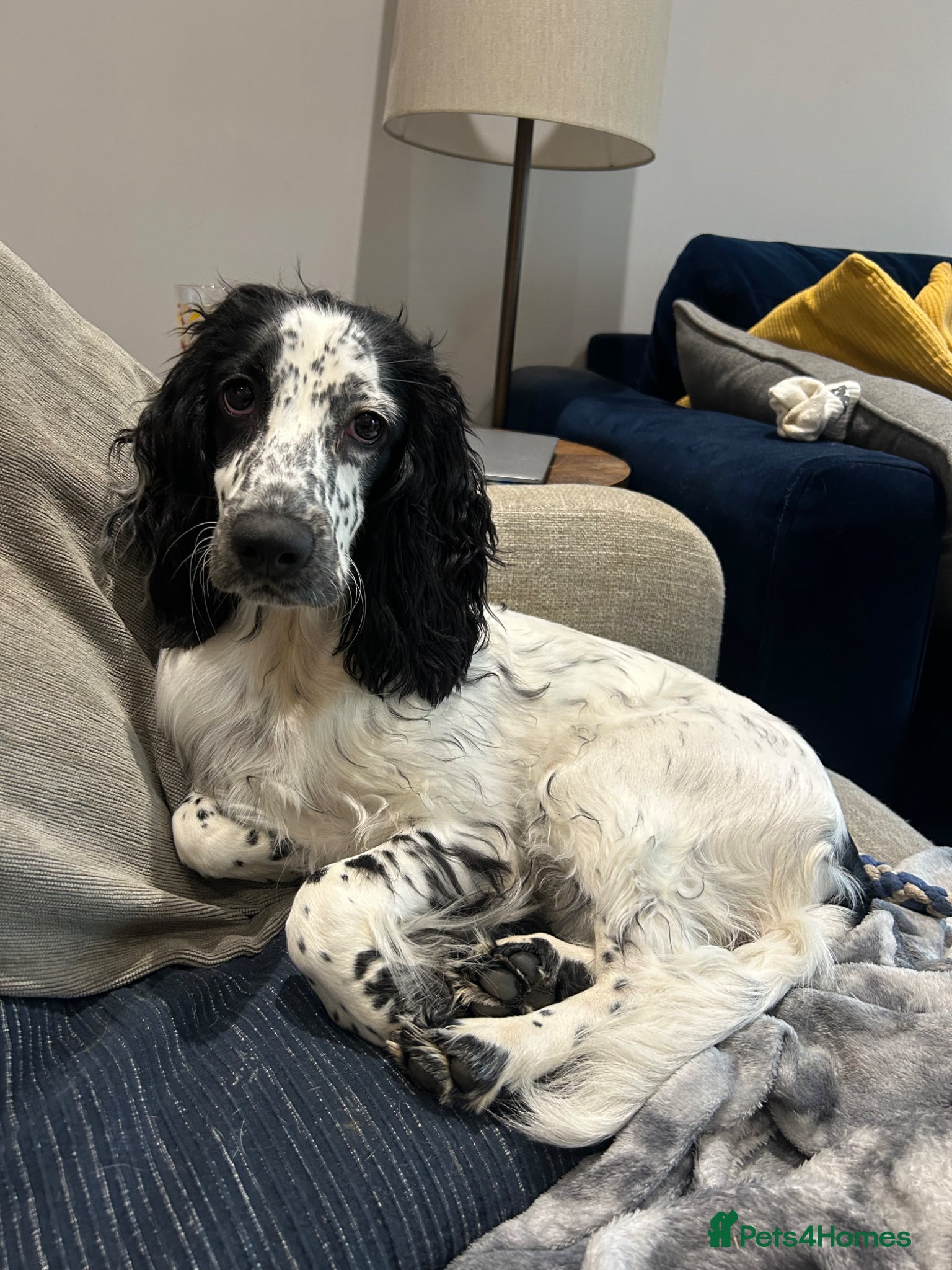 Cocker Spaniel dogs Bobbi - 7 month puppy - Advert 5
