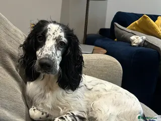 Cocker Spaniel dogs Bobbi - 7 month puppy - Advert 5